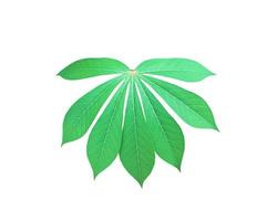 isolerat maniok eller tapioka blad med klippning stigar. foto