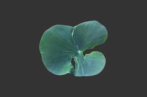 isolerade näckros eller lotusväxter med urklippsbanor. foto