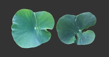isolerade näckros eller lotusväxter med urklippsbanor. foto