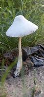 vit svamp verklig bild foto