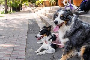 två hundar tillsammans. Lycklig gräns collie på de gata tittar på människor godkänd foto