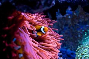 clownfish amfiprion percula foto