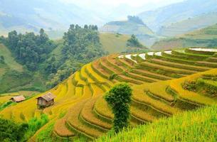terrasserade fält, yen bai, Vietnam