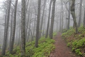 vandring väg genom en tysk skog i de morgon- timmar foto