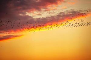 flock av fåglar flygande på solnedgång frihet begrepp foto
