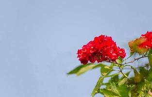 röd blomma blomma på natur och himmel bakgrund. foto