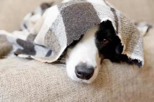 rolig porträtt valp hund gräns collie liggande på soffa under pläd inomhus. hund näsa pinnar ut från under pläd stänga upp. sällskapsdjur håller värma under filt i kall vinter- väder. sällskapsdjur vård djur- liv. foto