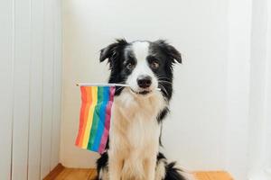 rolig söt valp hund gräns collie innehav HBTQ regnbåge flagga i mun på vit bakgrund på Hem inomhus. hund Gay stolthet porträtt. likvärdig rättigheter för lgbtq gemenskap begrepp. foto