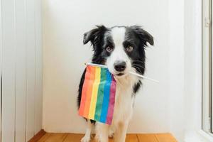 rolig söt valp hund gräns collie innehav HBTQ regnbåge flagga i mun på vit bakgrund på Hem inomhus. hund Gay stolthet porträtt. likvärdig rättigheter för lgbtq gemenskap begrepp. foto