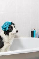 rolig inomhus- porträtt av valp hund gräns collie Sammanträde i bad får bubbla bad bär dusch keps. söt liten hund i badkar redo för tvätta i badrum. spa behandlingar i grooming salong begrepp. foto