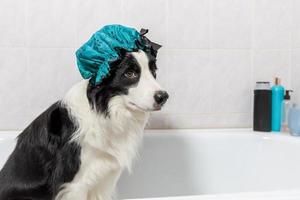 rolig inomhus- porträtt av valp hund gräns collie Sammanträde i bad får bubbla bad bär dusch keps. söt liten hund i badkar redo för tvätta i badrum. spa behandlingar i grooming salong begrepp. foto