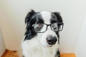 studio porträtt av leende hundvalp border collie i glasögon på vit bakgrund hemma. liten hund tittar i glasögon inomhus. tillbaka till skolan. cool nördstil. roliga husdjur djur liv koncept. foto