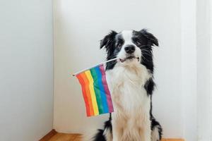 rolig söt valp hund gräns collie innehav HBTQ regnbåge flagga i mun på vit bakgrund på Hem inomhus. hund Gay stolthet porträtt. likvärdig rättigheter för lgbtq gemenskap begrepp. foto