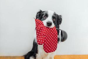 roliga porträtt av söt hundvalp border collie håller kökssked slev ugnsvante i munnen hemma inomhus. kock hund lagar middag. hemlagad mat, restaurangmenykoncept. matlagningsprocessen. foto