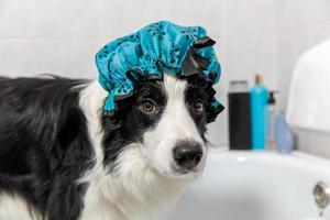 rolig inomhus- porträtt av valp hund gräns collie Sammanträde i bad får bubbla bad bär dusch keps. söt liten hund i badkar redo för tvätta i badrum. spa behandlingar i grooming salong begrepp. foto