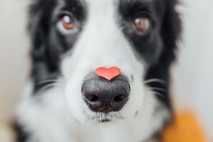 st. hjärtans dag begrepp. rolig porträtt söt valp hund gräns collie innehav röd hjärta på näsa på vit bakgrund. härlig hund i kärlek på valentines dag ger gåva. foto