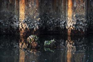 musslor i Venedig lagun chioggia hamn foto