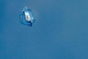 velella manet på djup blå hav tillbaka foto