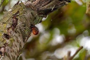 träd naturlig bärnsten harts detalj stänga upp foto