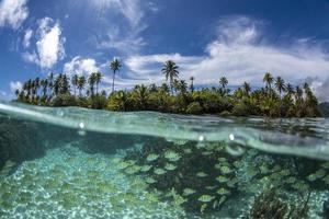 korall rev under vattnet i franska polynesien tahaa foto