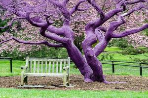 lila violett målad träd detalj foto