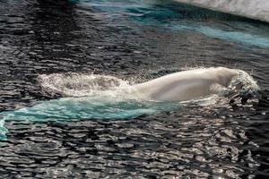 beluga val vit delfin porträtt foto