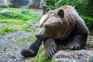 Björn brun grizzly i de skog bakgrund foto