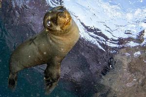 hav lejon täta under vattnet medan dykning galapagos foto