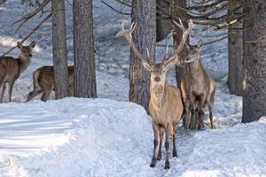 rådjur på de snö bakgrund foto