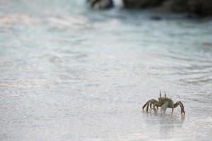 krabba på de sand på solnedgång foto