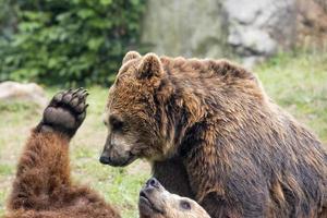 två brun grizzly björnar medan stridande foto