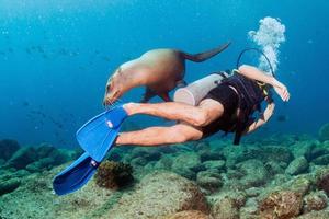 fotograf dykare närmar sig hav lejon familj under vattnet foto