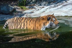 sibirisk tiger redo till ge sig på reflexion på vatten foto