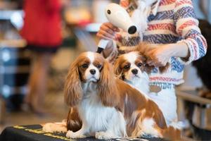 hund grooming på internationell hund visa foto