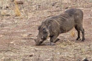 warthog i kruger parkera söder afrika foto