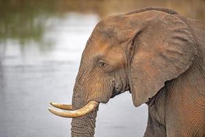 elefant öga stänga upp i kruger parkera söder afrika foto