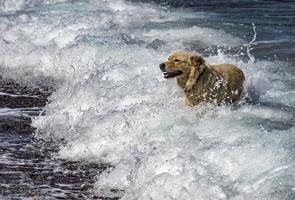 vit Varg hund medan ser på du från de hav foto