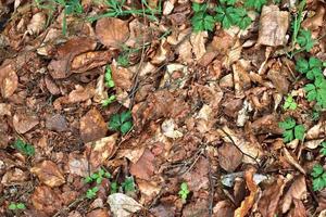 detaljerad stänga upp se på en skog jord textur med mossa och grenar foto