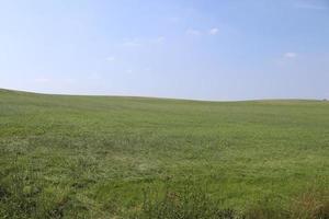 utsikt över ett jordbruksmässigt använt fält med grönt gräs. foto