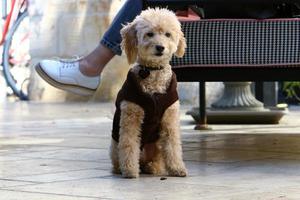 hund på en promenad i en stad parkera i israel. foto