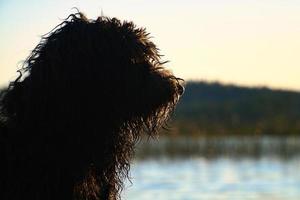 goldendoodle hund liggande på en brygga och ser på en sjö i Sverige. djur- Foto