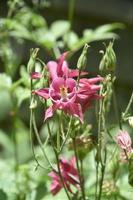 tittar in i mitten av en blommande rosa akleja foto