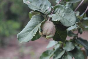 kvitten frukt bland lövverk, frukt träd foto