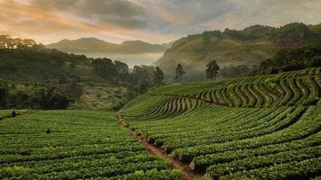 skön landskap av grön te plantage i de morgon. 2000 te plantage, doi Angkhang fjäll, Chiang Mai, thailand foto