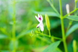 andrographis paniculata färsk thailändsk örtmedicin örter ekologiska växtblad och blomma, närbild foto