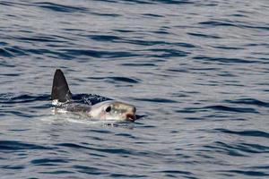 månfisk utanför vatten medan äter manet foto