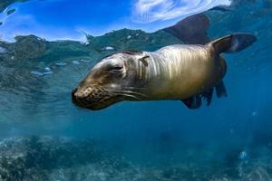 hav lejon täta under vattnet medan dykning galapagos foto