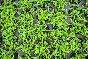 vegetabiliska gro fröplanta växande i barnkammare bricka foto