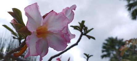 rosa eller röd frangipani blomma dekorativ växt foto