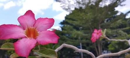 rosa eller röd frangipani blomma dekorativ växt foto